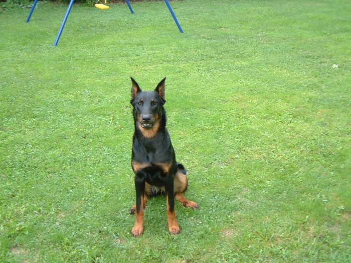 Birmane De Montclea (1)